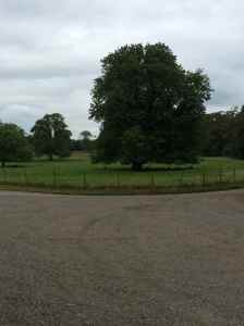 Grattan's chestnut tree