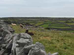 Inisheer crofts